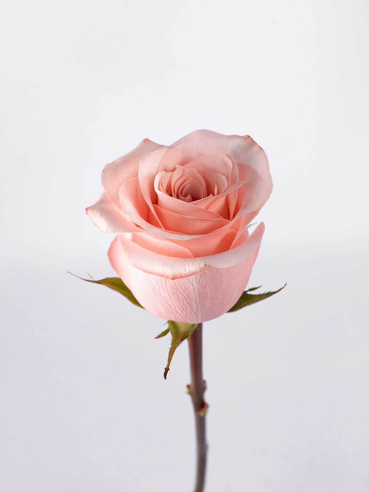 Poma Rosa