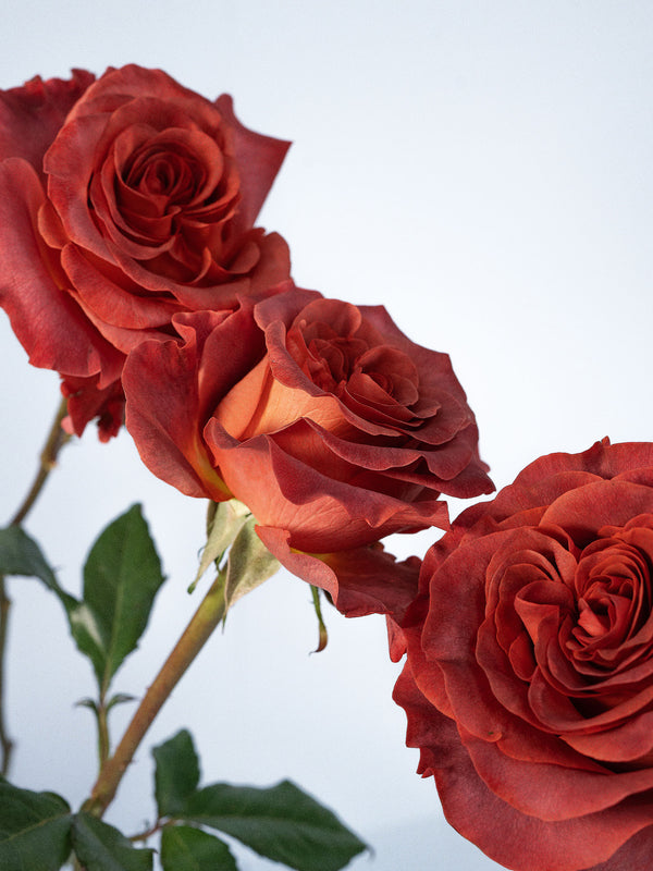 Roses