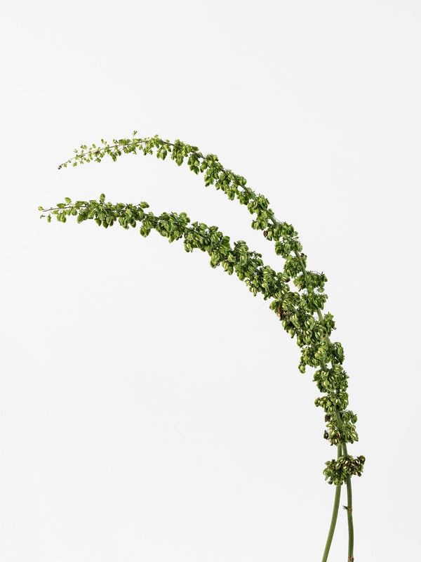 Rumex