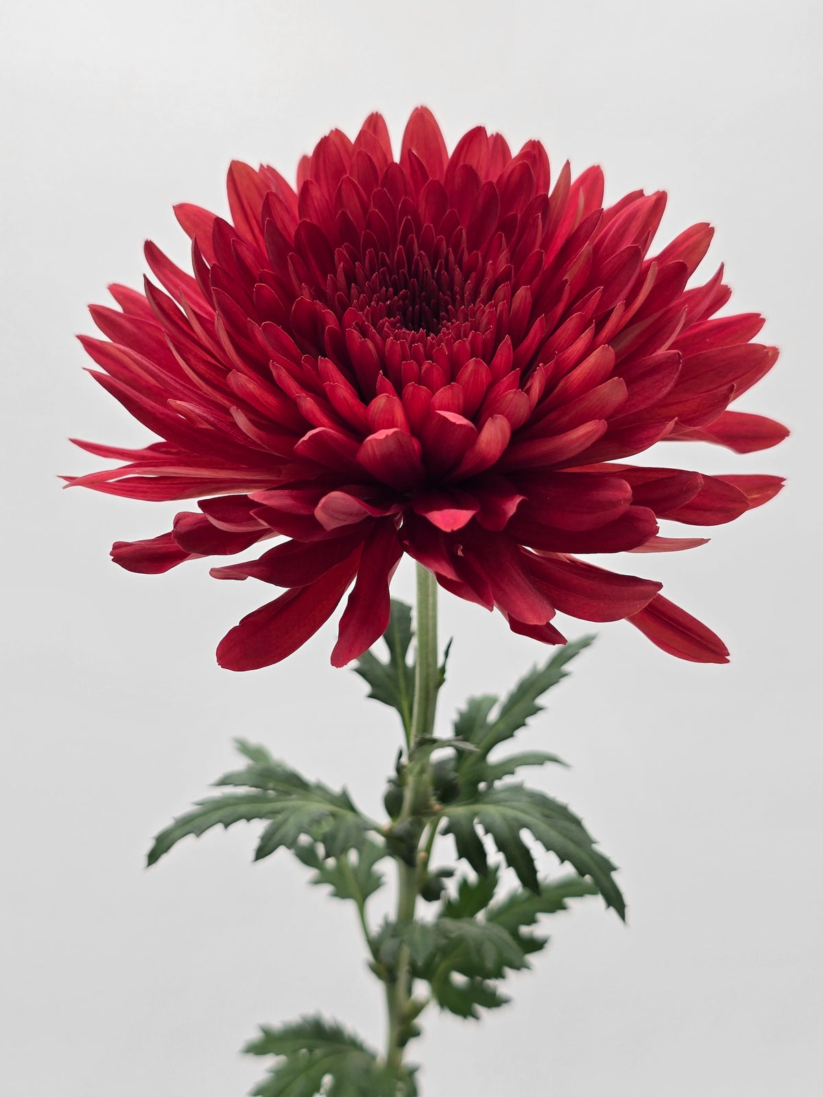 Red Cooper