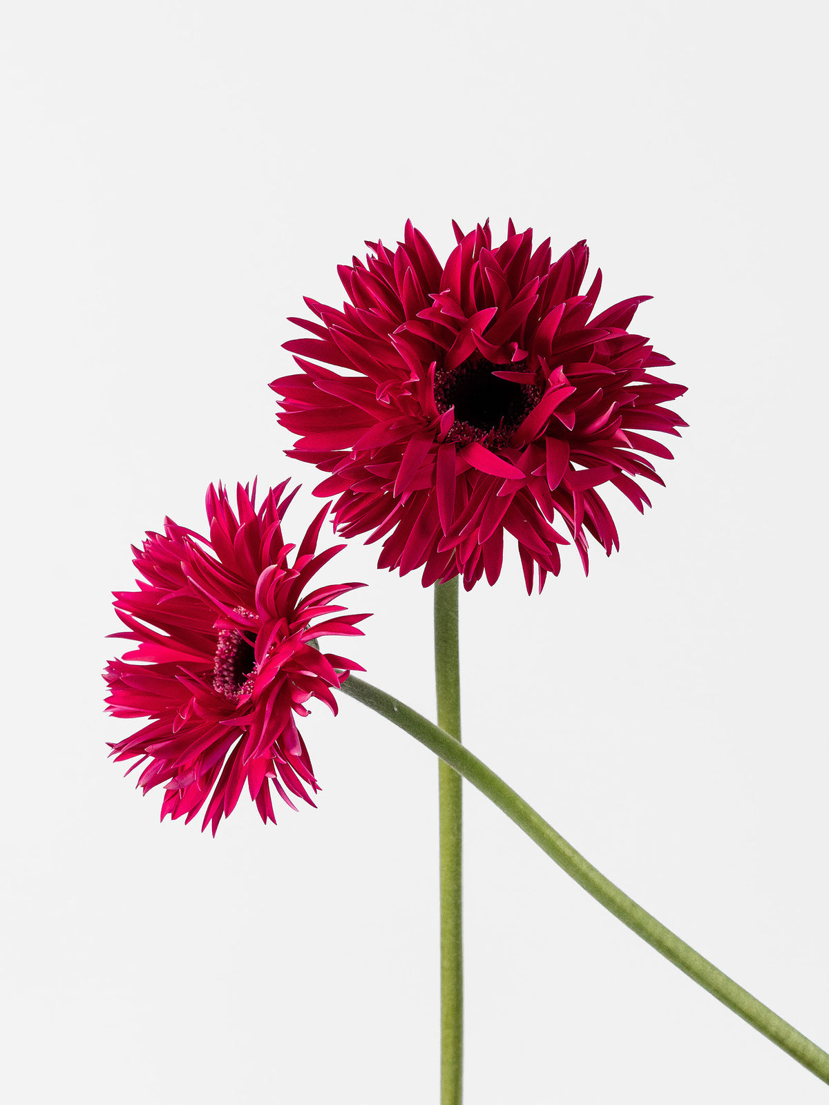Mini Gerbera Spider Score
