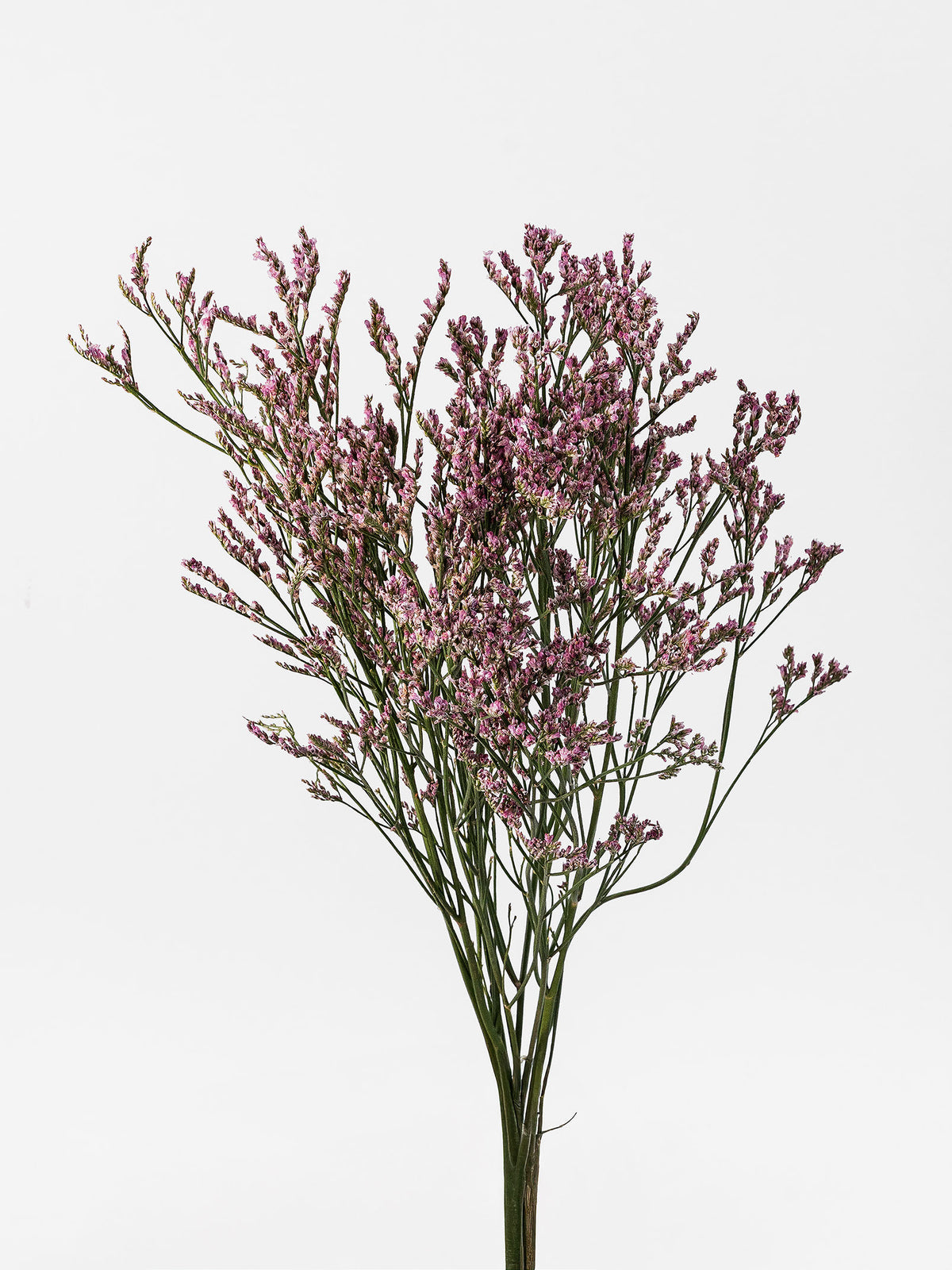Limonium Silver Pink