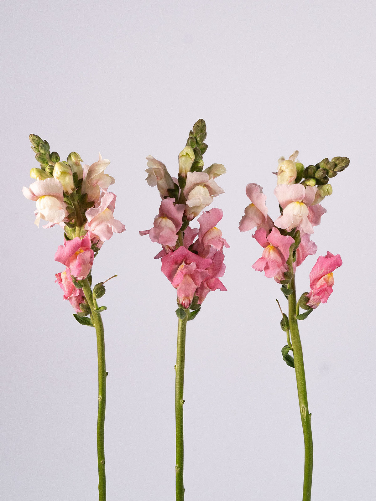 Snapdragon Pink