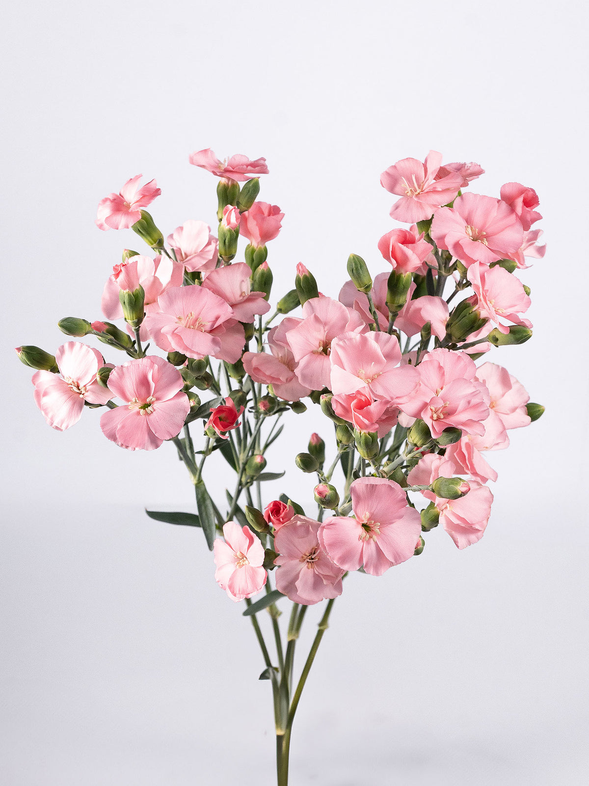 Solomio Rose