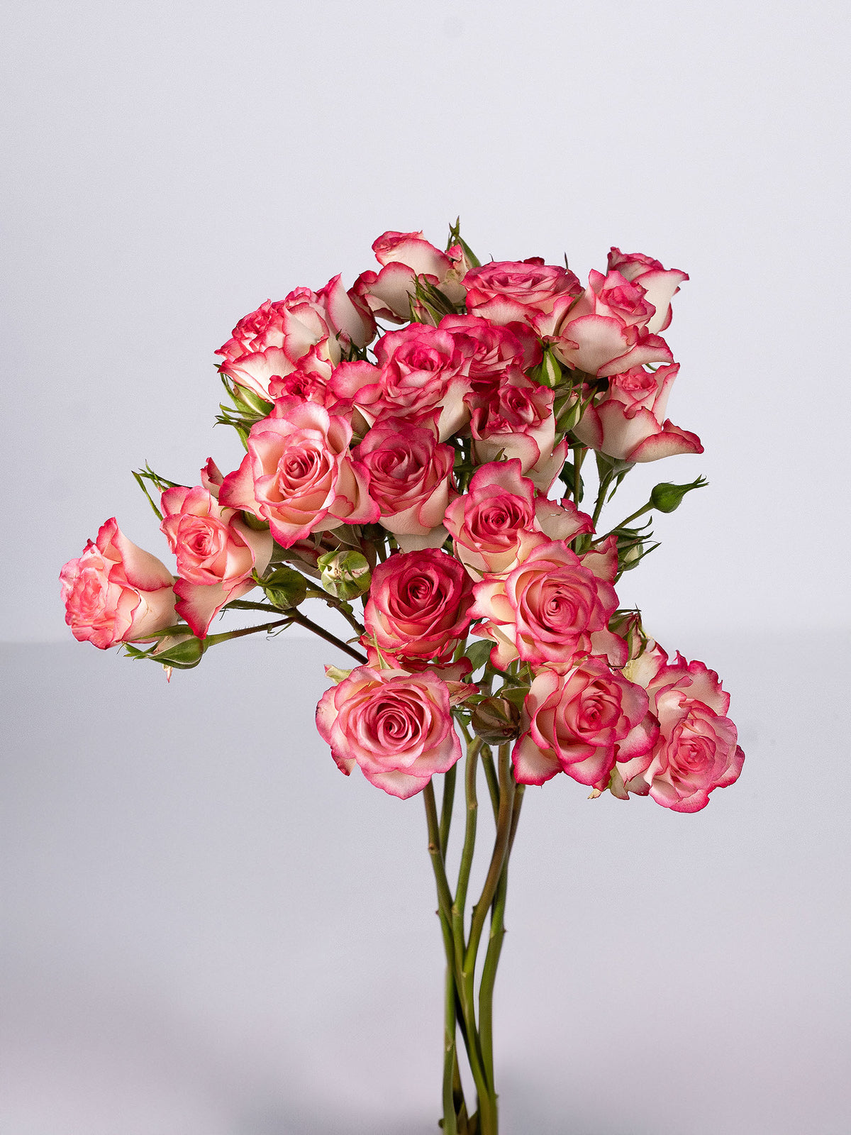 Candy Blossom