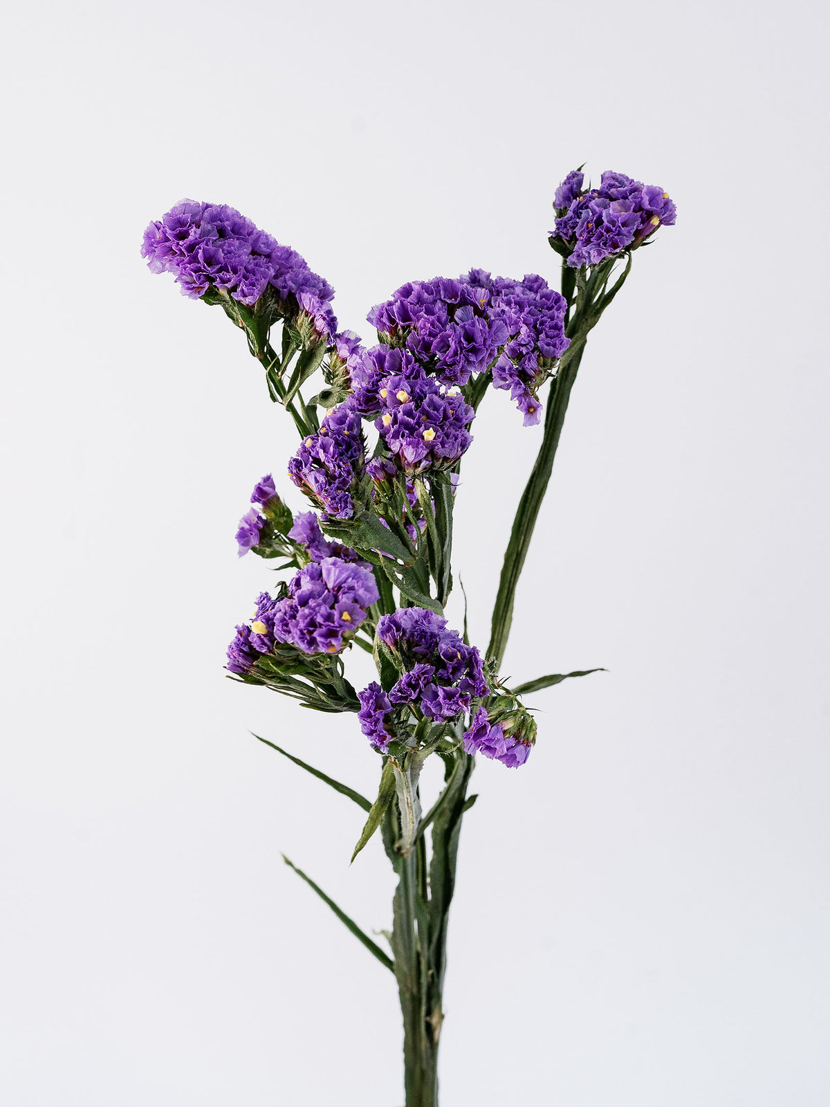 Statice Sinzii Violet