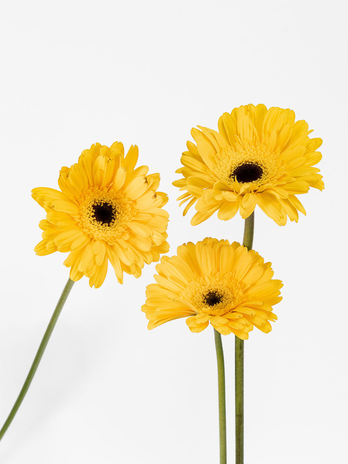 Mini Gerbera Stilo