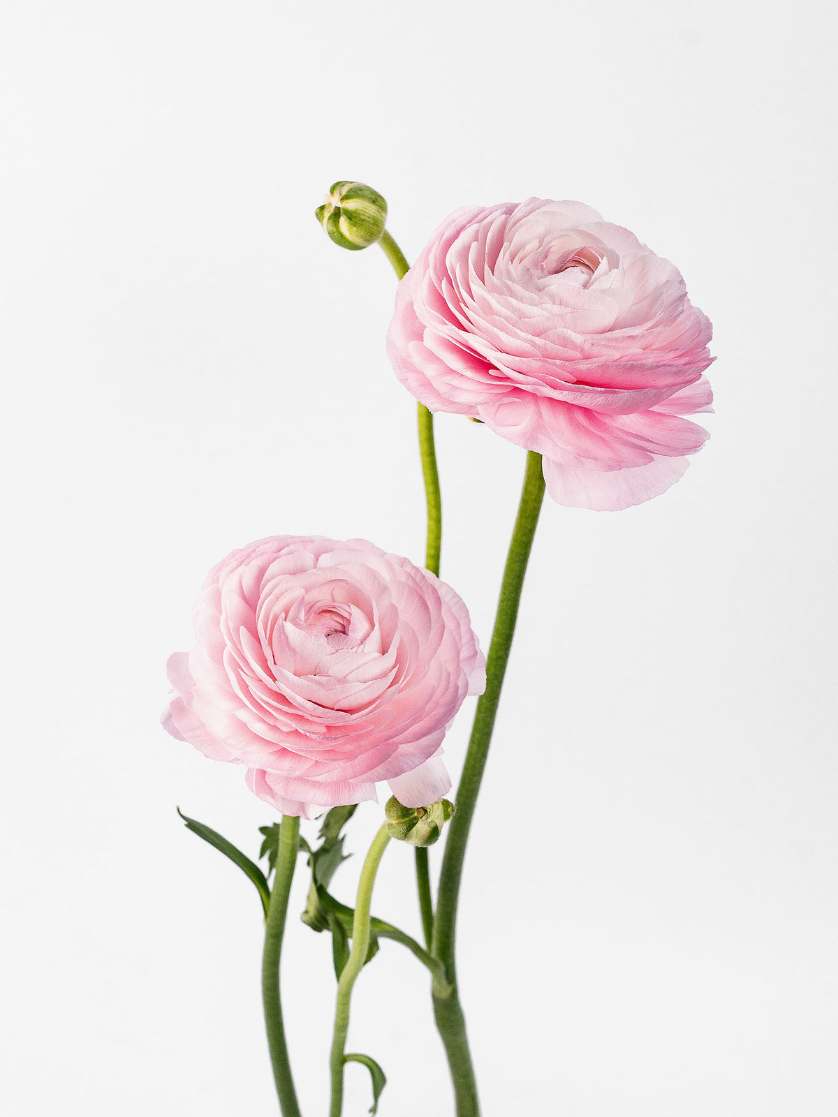 Success Cloni Lady Pink