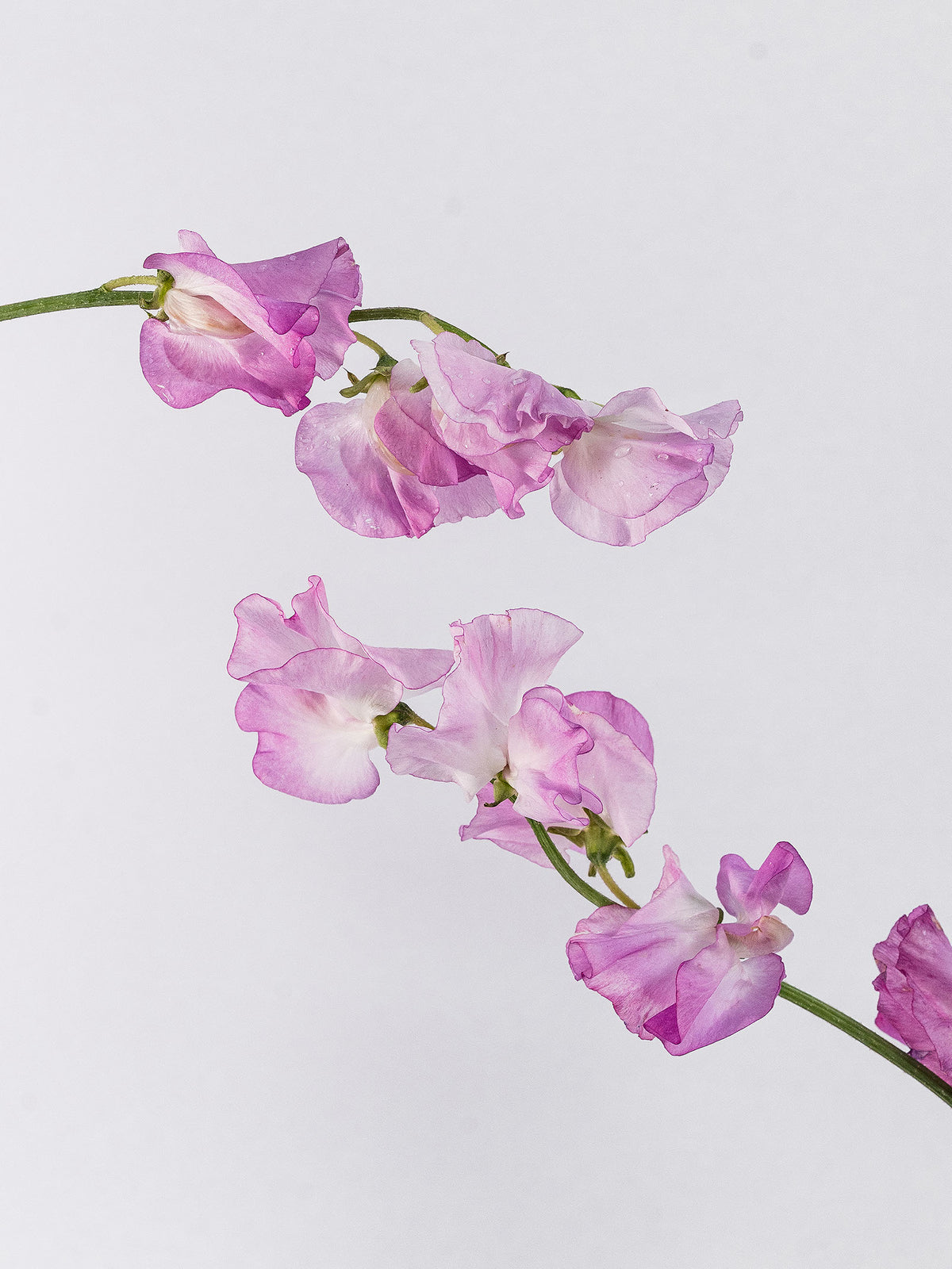 Sweet Pea Pink