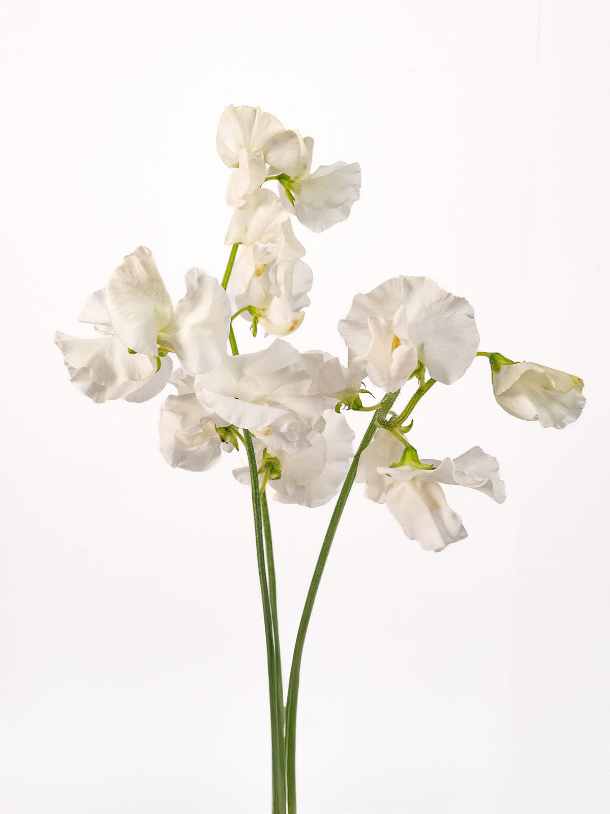 Sweet Pea White