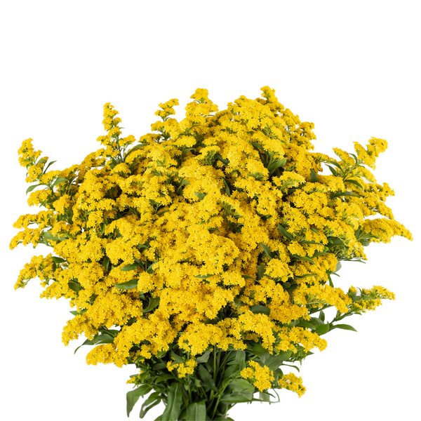 Solidago