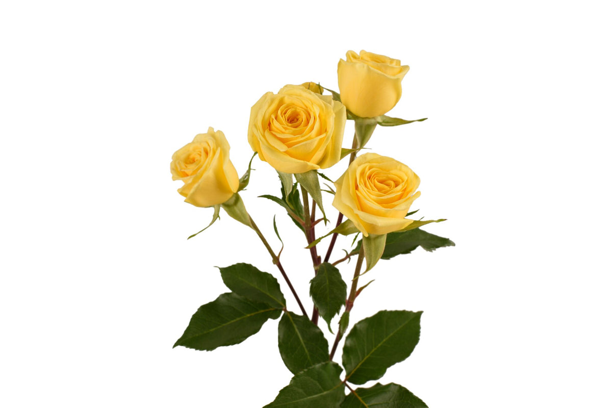 Golden Blossom
