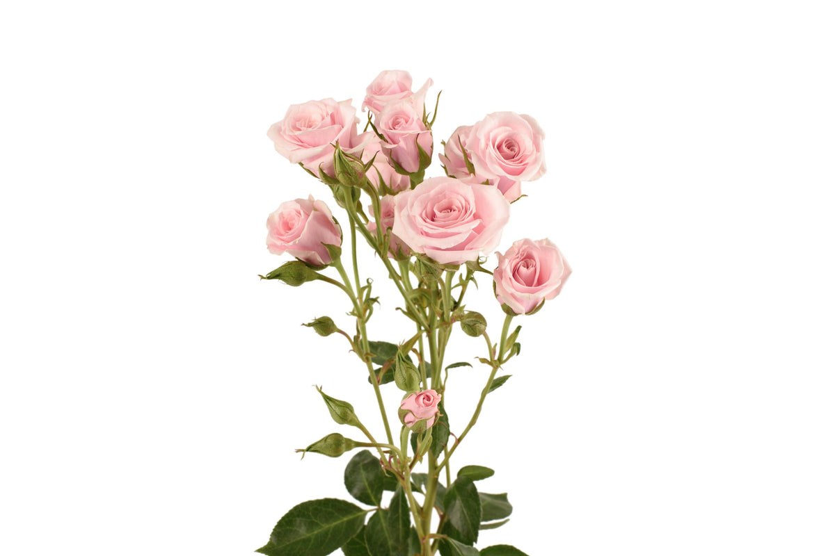 Pink Majolica