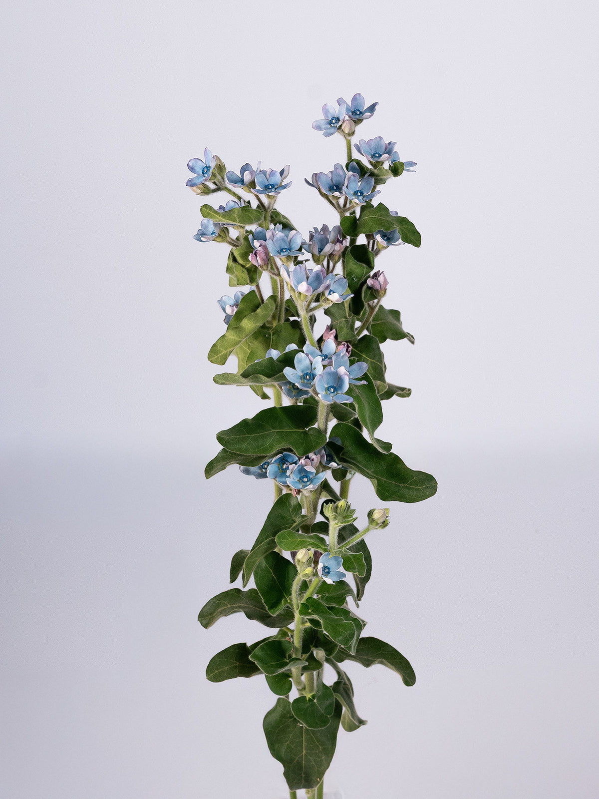 Tweedia Sky Blue