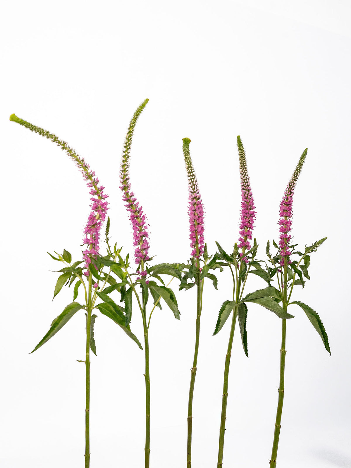 S Veronica Pink