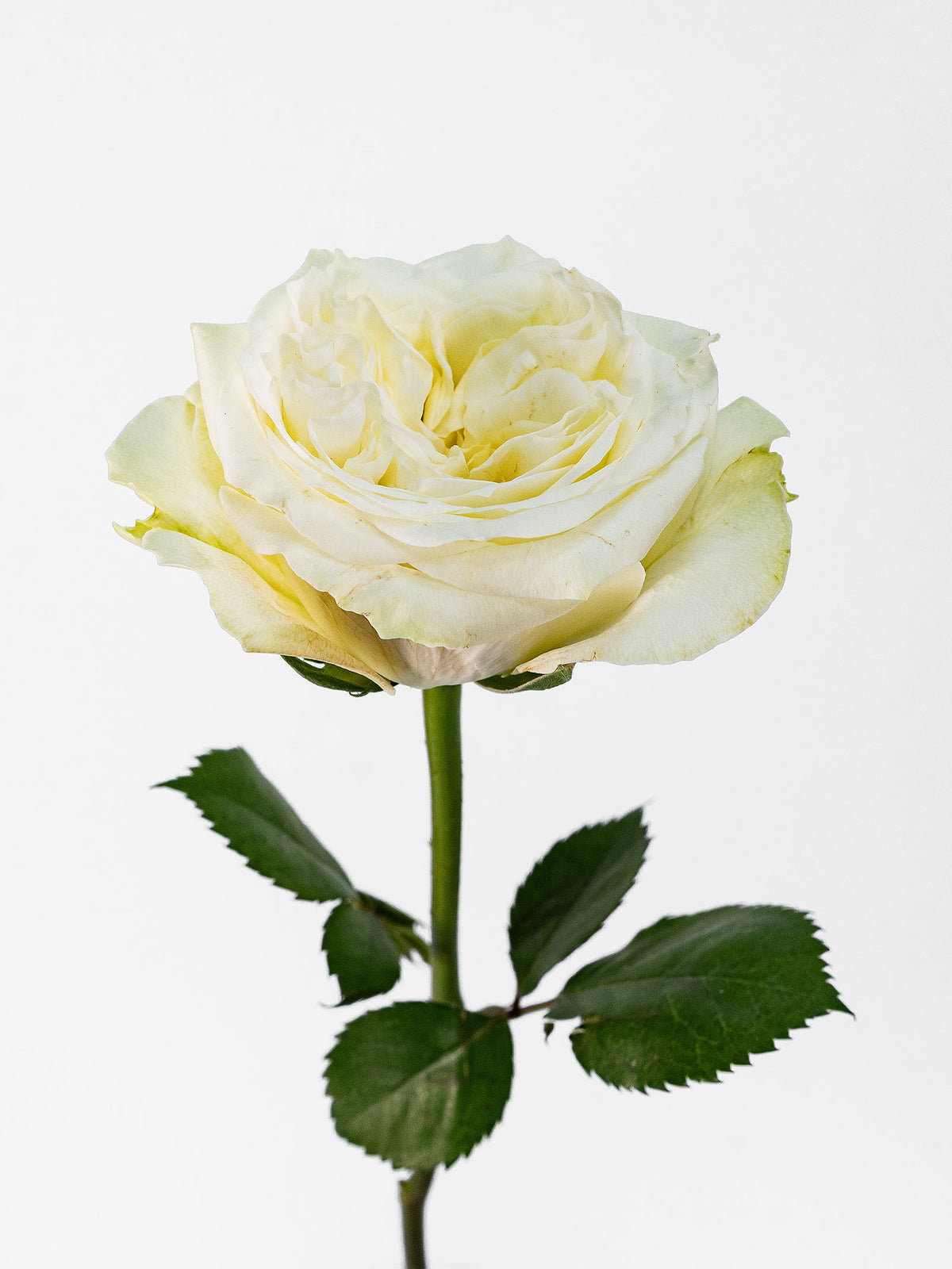 White Mayra