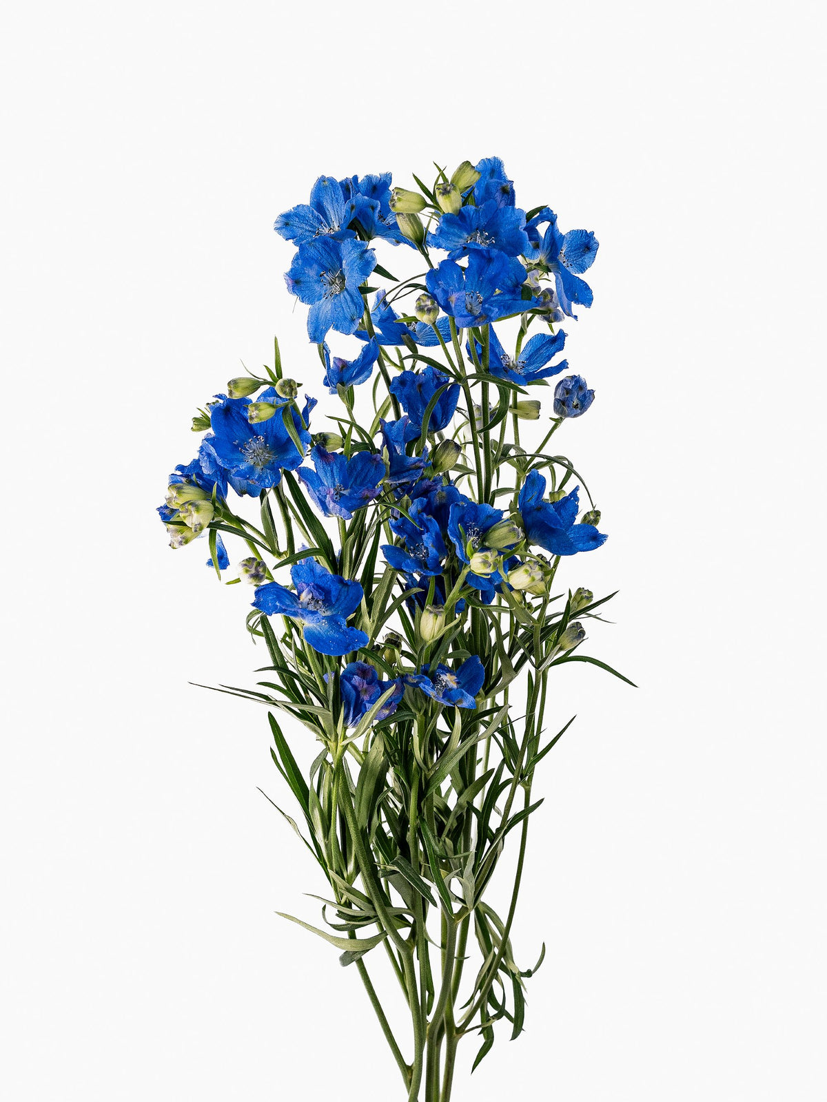 Blue Spray Delphinium