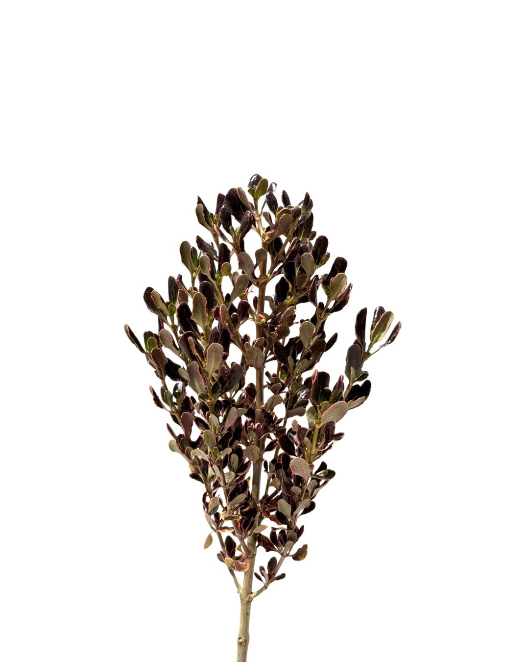Coprosma Pink Chocolate