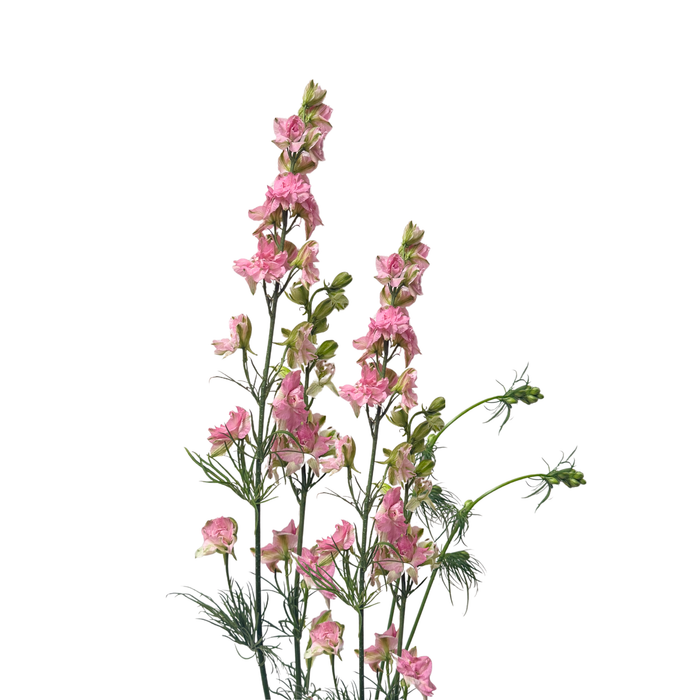 PK Larkspur Pink