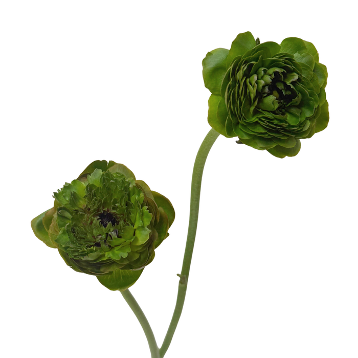 Success Allgreen
