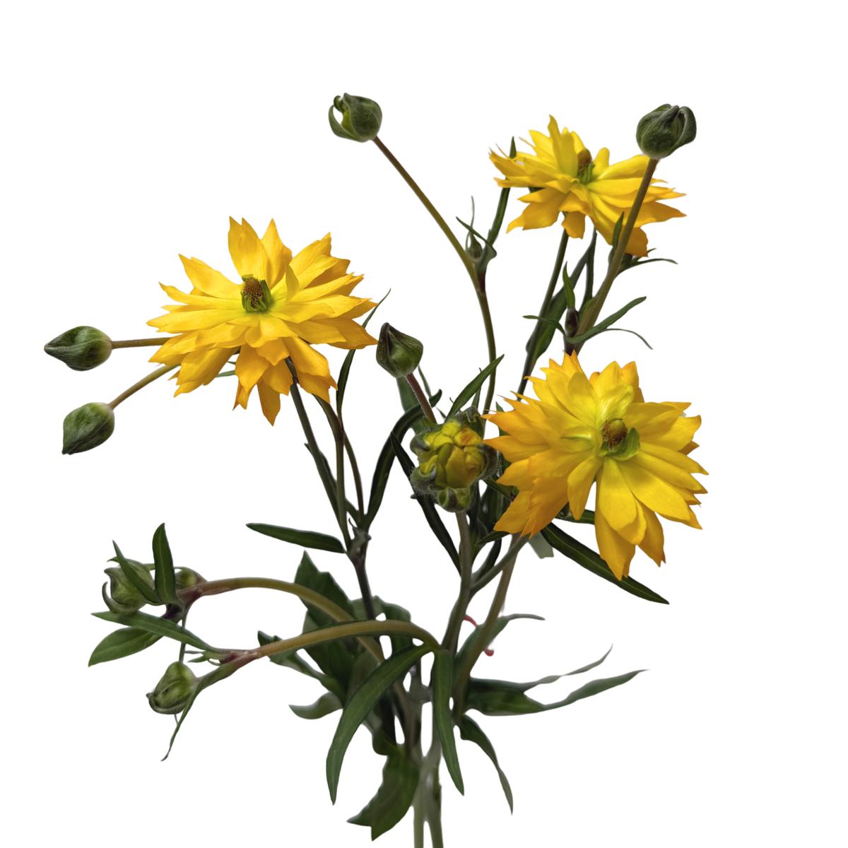 Natura Moderna Proxima