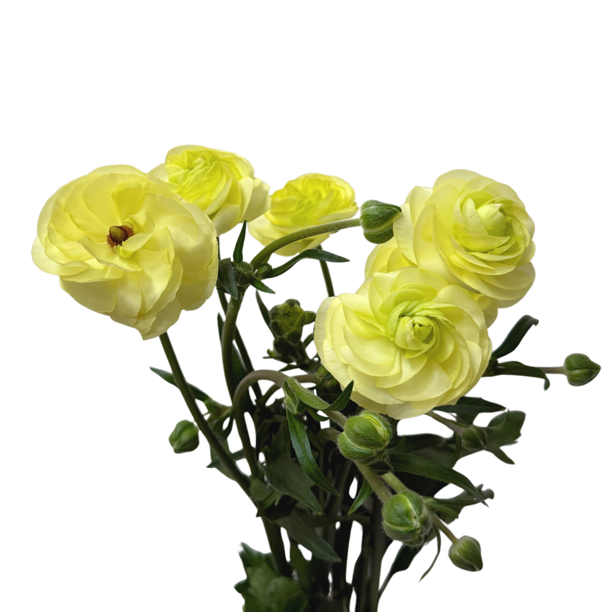 Natura Moderna Limoncello