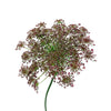 Ammi Majus Red