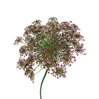 Ammi Majus Red