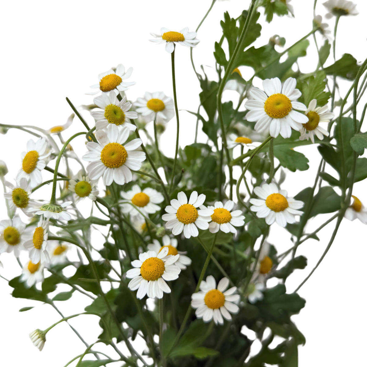 Matricaria Recutita