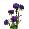 Aster Optimo Deep Purple