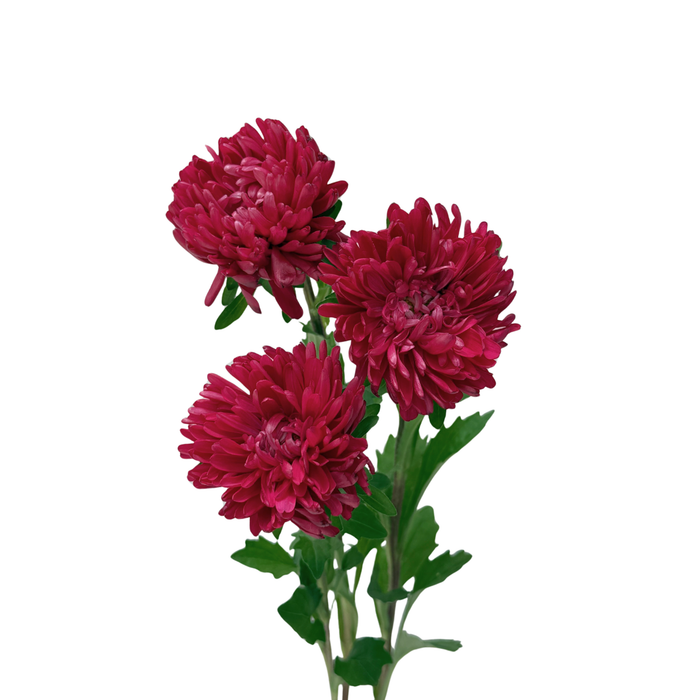 Aster Optimo Red
