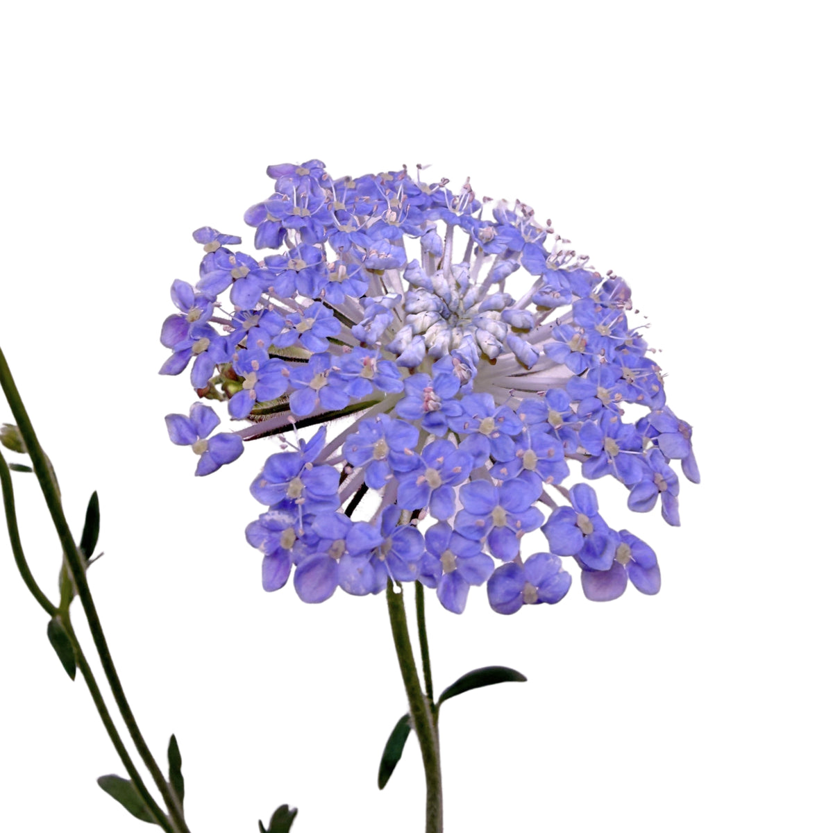 Didiscus Blue