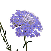 Didiscus Blue