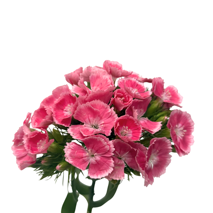 Poethus Pink