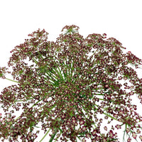 Ammi Majus Red