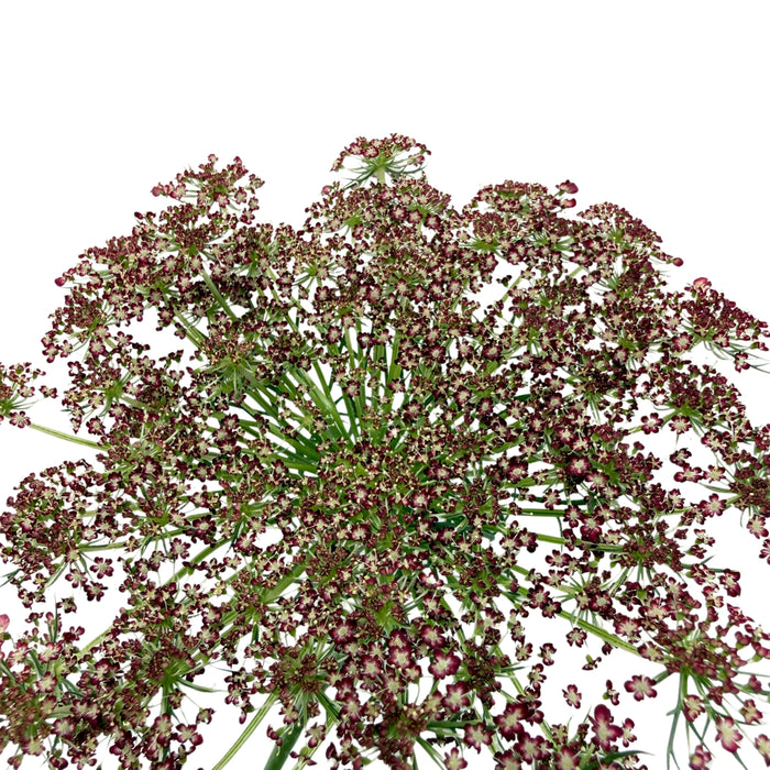 Ammi Majus Red — alternate