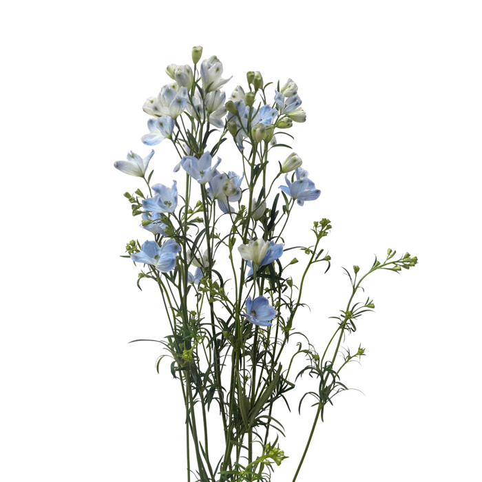 Brezza Light Blue Delphinium