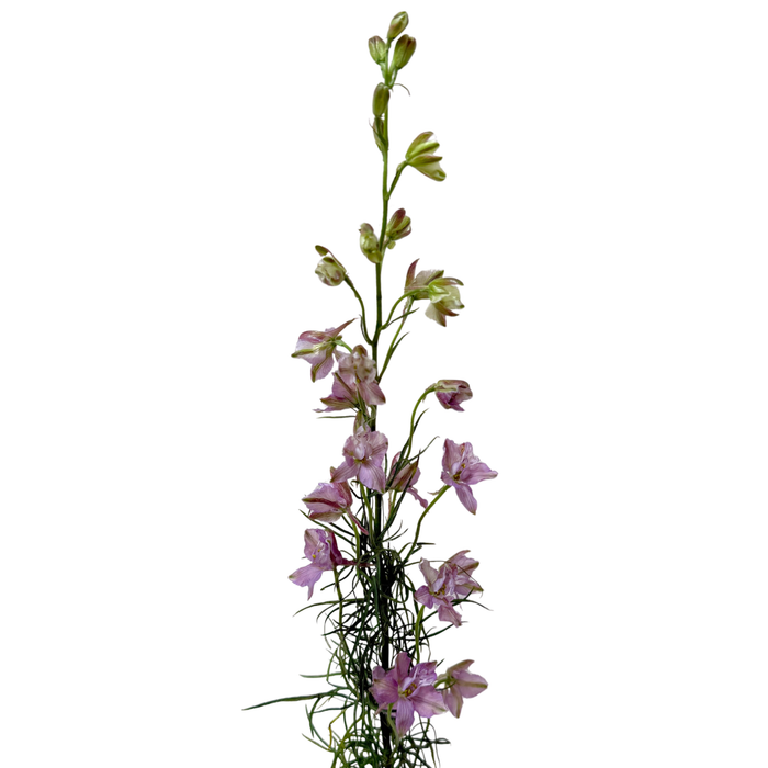 Larkspur Mystic Lavender
