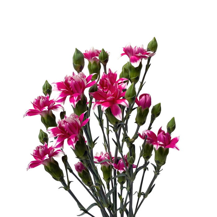 Solomio Star Fruity Tessino