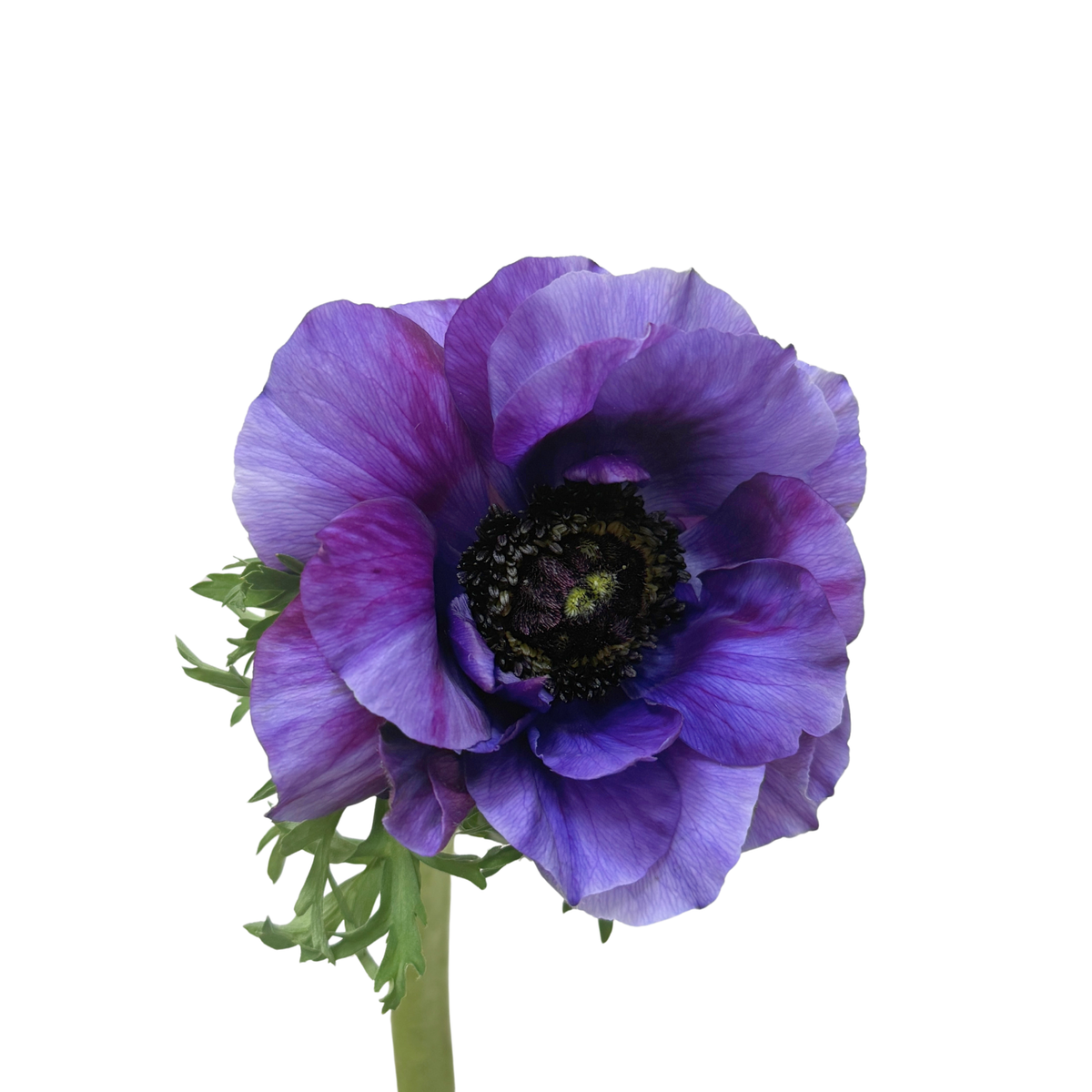 Anemone Tigger Burgundy