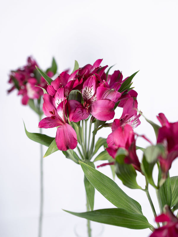 Helena