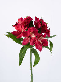 Intenz Dark Pink