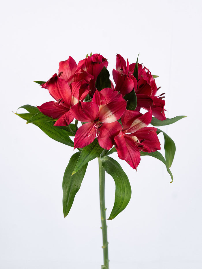 Intenz Dark Pink
