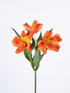 Astromelias Orange