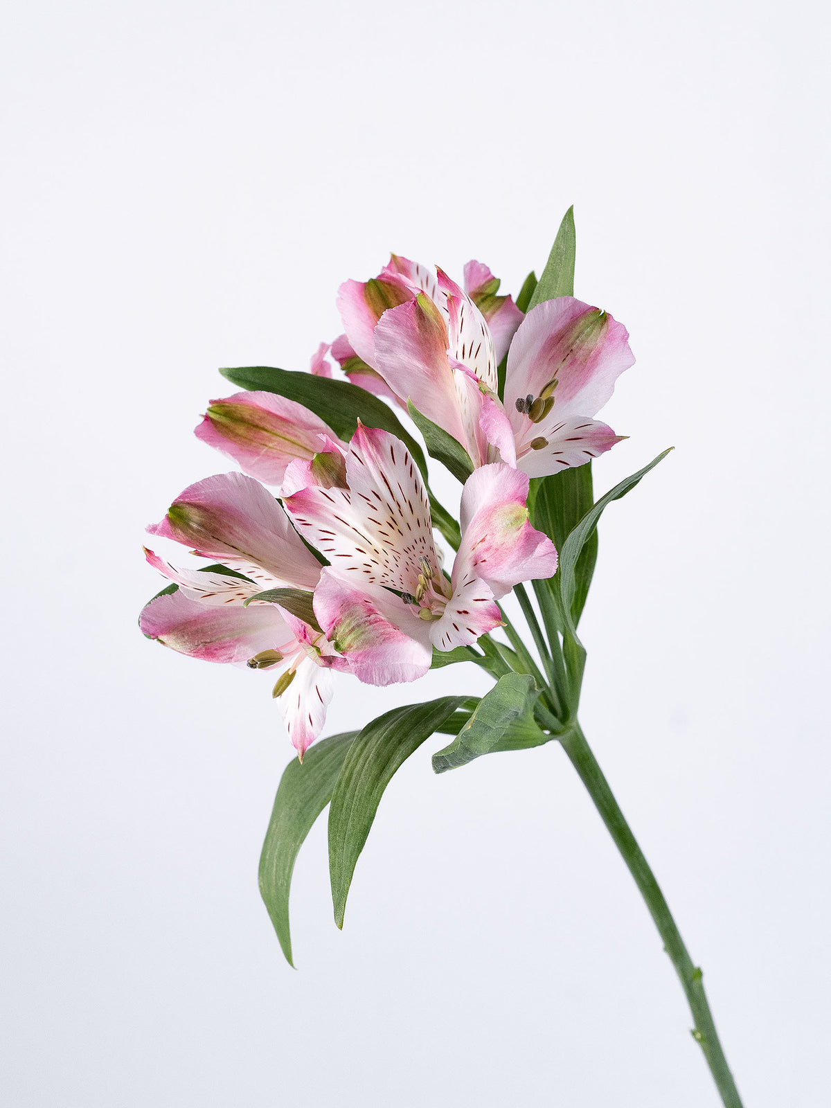 Phoenix Light Pink