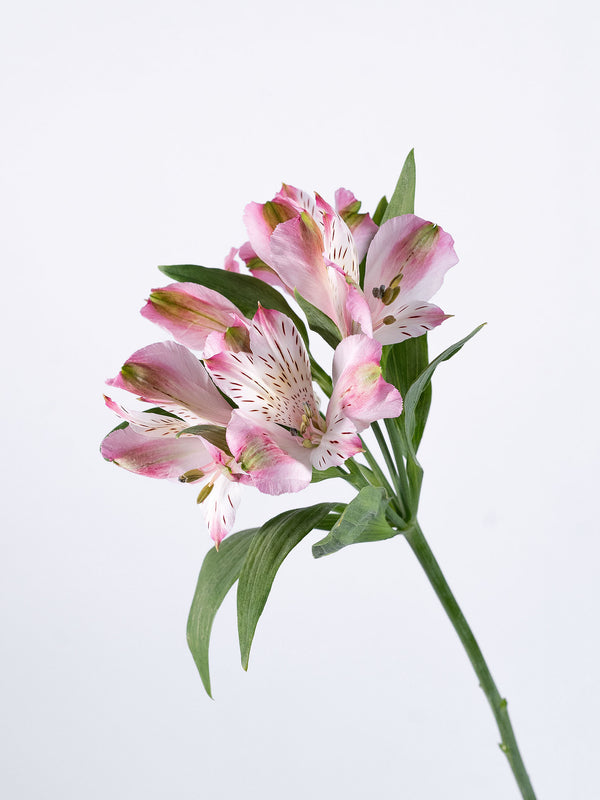 Phoenix Light Pink