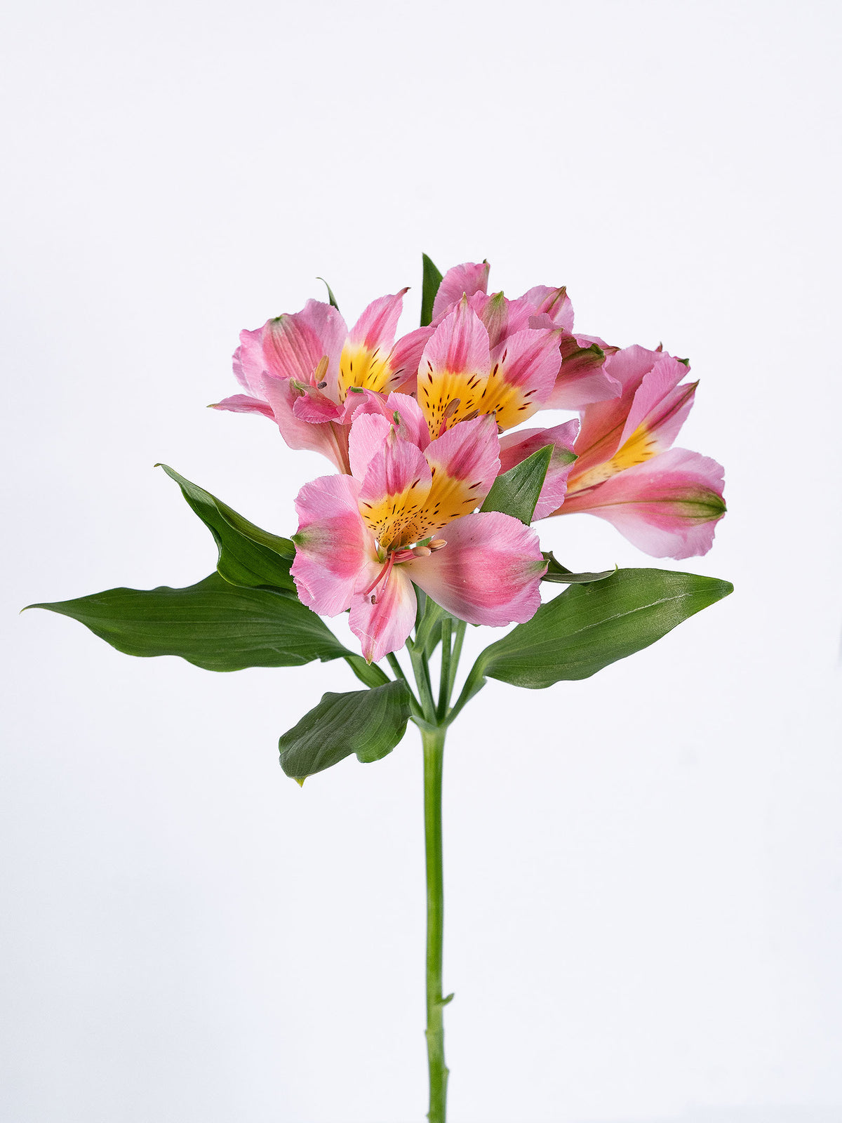 Phoenix Pink