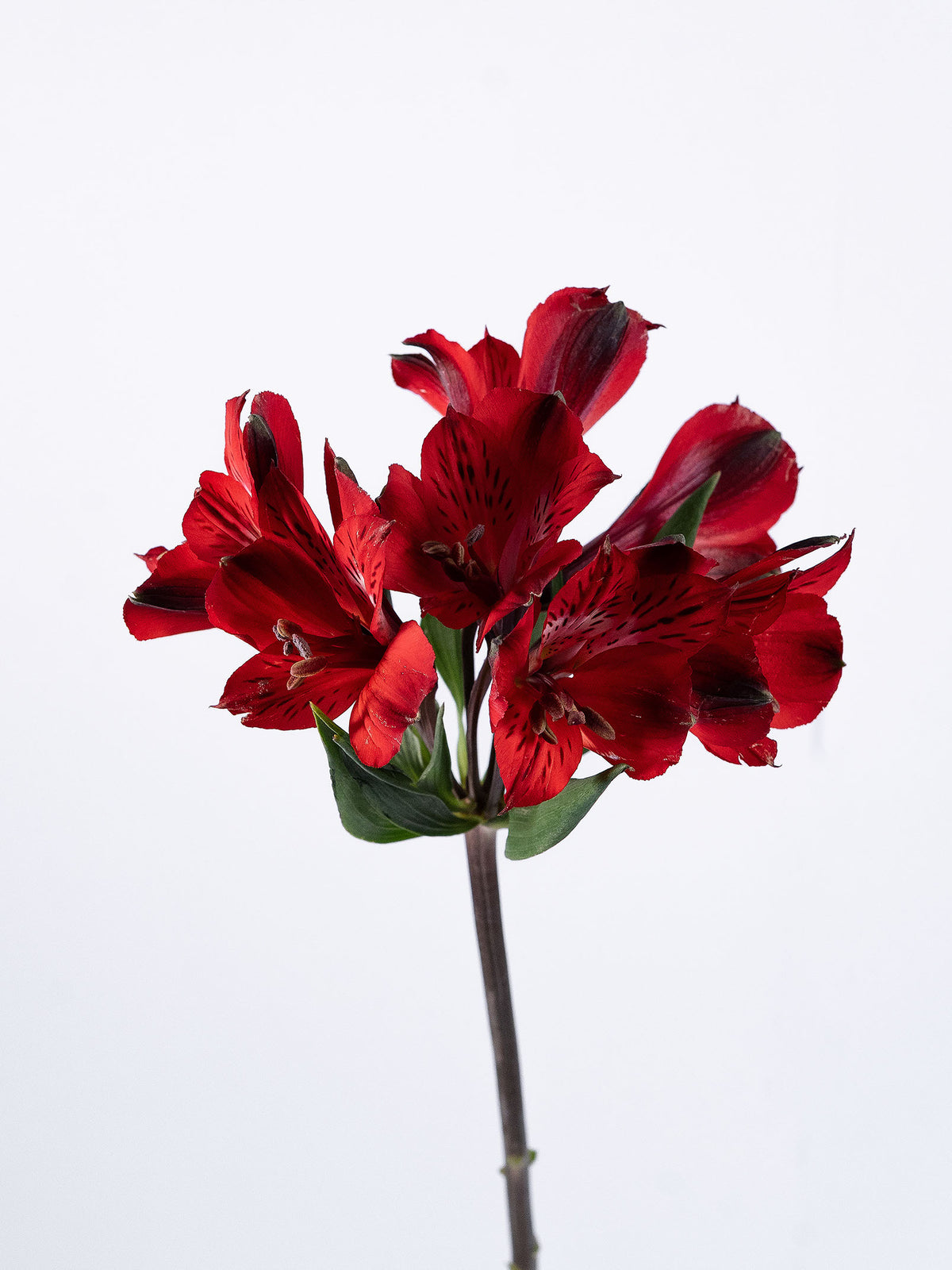 Phoenix Red