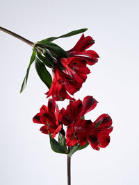 Phoenix Red
