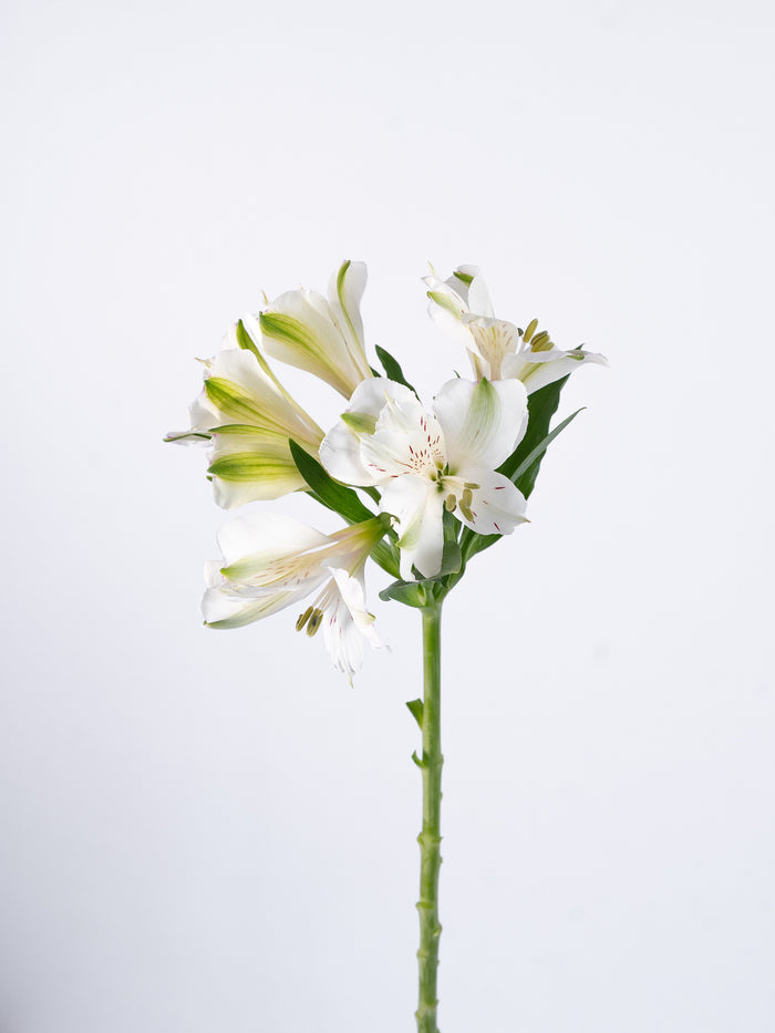 Phoenix White